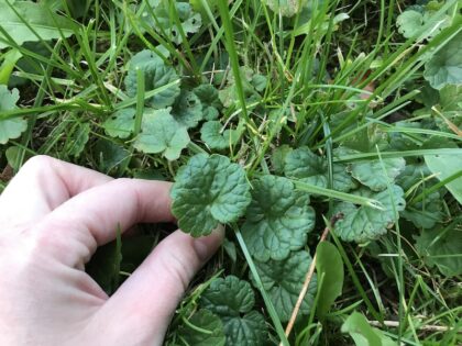 Kräuterwanderung 04 kraeuterwanderung 420x315 - Kräuterwanderung