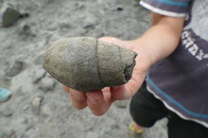 Fossilien suchen und präparieren 07 Fossilien 420x280 - Fossilien suchen und präparieren