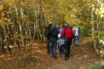10 Waldwanderung 420x280 - Waldspaziergang