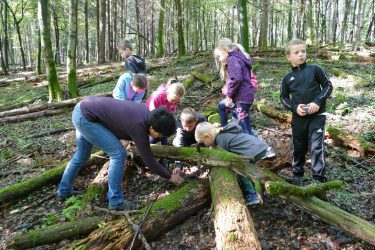 2019 wald2 27 375x250 - Waldtage 2/2019