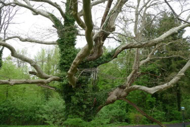 Baum 375x250 - Waldspaziergang