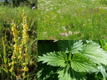 Kräuterwanderung KraeuterwanderungJuni 420x315 - Kräuterwanderung