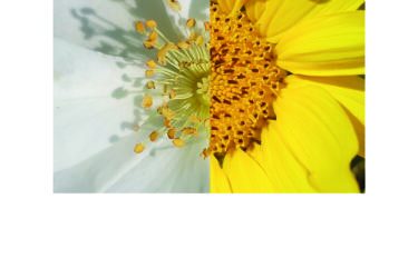 Kurs Beba 375x250 - Die Natur im Augen-Blick – Portraits von Pflanzen & Menschen