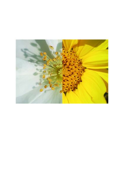 Kurs Beba 420x594 - Die Natur im Augen-Blick – Portraits von Pflanzen & Menschen