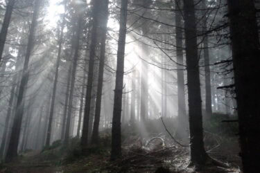 Novemberwald 375x250 - Kräuterwanderung