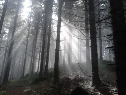 Kräuterwanderung Novemberwald 420x315 - Kräuterwanderung