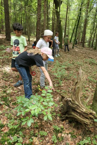 Wald 1 2026 10 400x600 - Waldtage 1/2026