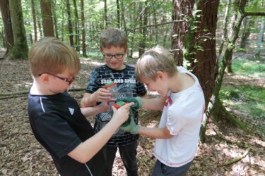 Wald2 2024 09 375x250 - Sommerhits für Kids 2025