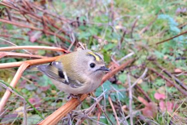 Wintergoldhaehnchen Simin Payandeh 375x250 - Botanisch/ornithologische Wanderung zum Reinerkogel in Graz