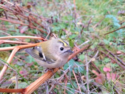 Wintergoldhaehnchen Simin Payandeh 420x315 - Botanisch/ornithologische Wanderung zum Reinerkogel in Graz