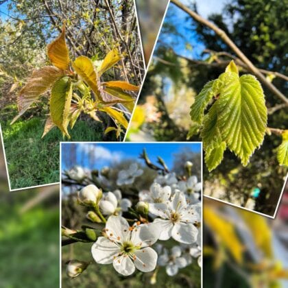 baeume 420x420 - Kurs: Heimische Bäume