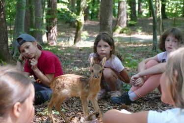 ferien 2018 waldtage2 05 375x250 - Waldtage 2 2018
