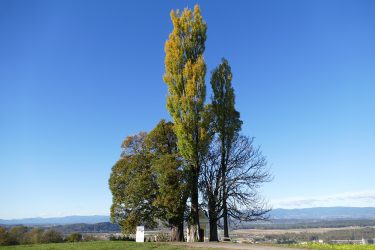 kollischberg2 375x250 - Geologisch-botanische Kollischbergwanderung