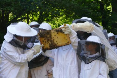 veranstaltunge 2019 bienen 375x250 - Tag des offenen Bienenstocks