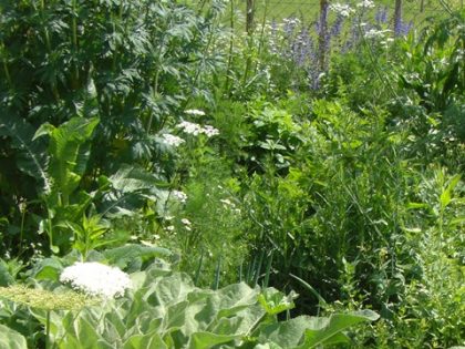 Tag des offenen Heilkräutergartens veranstaltungen 2019 heilkräutergarten 420x315 - Tag des offenen Heilkräutergartens