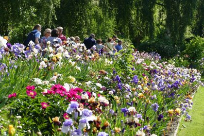 Irisgarten am Leximihof veranstaltungen 2019 irisgarten 420x280 - Irisgarten am Leximihof