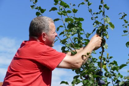 Obstbaumschnittkurs veranstaltungen 2019 obstbaumschnitt 420x280 - Obstbaumschnittkurs