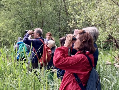 voegel 420x318 - Vogelbeobachtung am Stausee Gralla