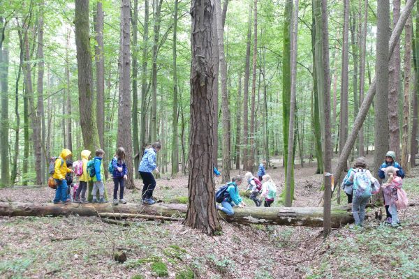 wald1 2020 17 600x400 - Waldtage I 2020