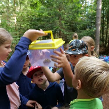 Sommerhits für Kids 2023 wald2 2022 02 375x375 - Sommerhits für Kids 2023