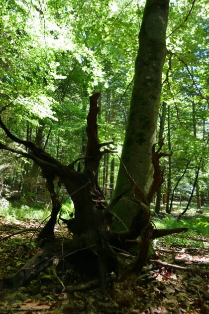 wandern und schreiben 420x630 - Wandern & Schreiben