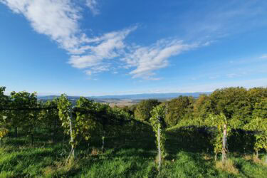 weingarten 375x250 - Weingartenspaziergang "Kultur & Natur"