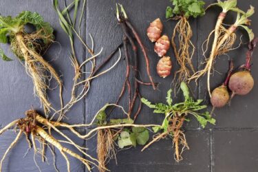 wurzel und knollen 375x250 - Wurzel und Knollen